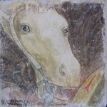 cavallo