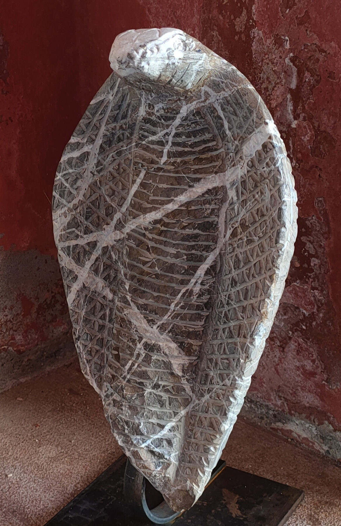 COBRA nuovo